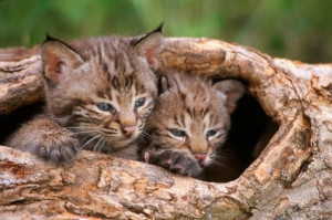 Way Cool Pictures: Baby Bobcats