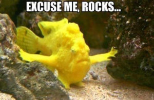 Fish: Excuse me, rocks...