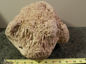 Coral Fossil Identification