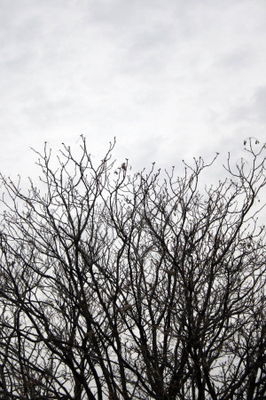 Bare Tree Branches Stock...