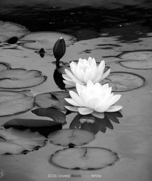 White Lotus Flower Black And