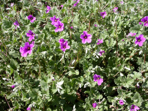 purple flowers purple flowers in texas purple flower weed purple