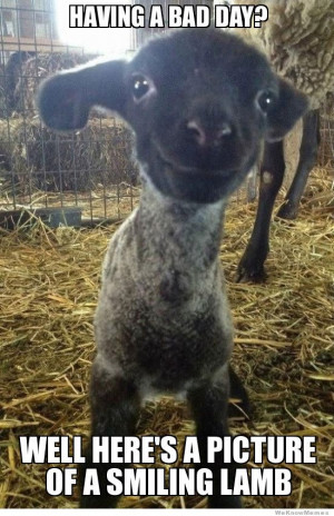 Having a bad day? Here’s a picture of a smiling lamb.