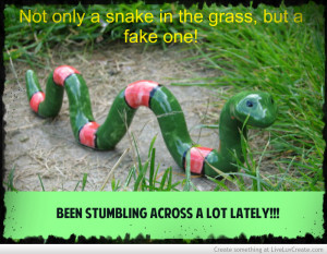 snake_in_the_grass-466113.jpg?i