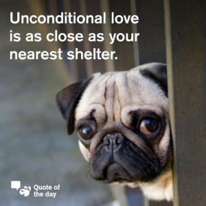 Adopt or foster a rescue dog.....do you have room to save a life or ...