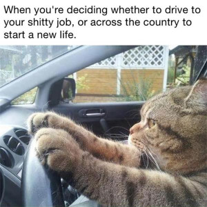 funny-cat-driving-car-quote