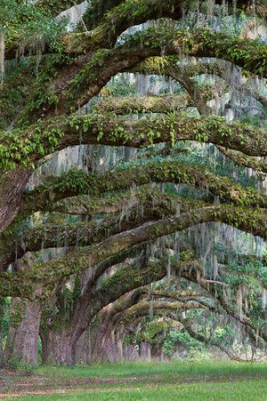 Spanish Moss Draped Live Oaks - Charleston, South CarolinaFavorite ...