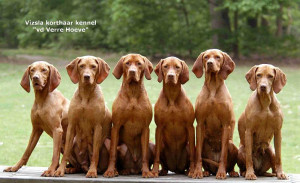 Vizsla Hunting Pheasant...