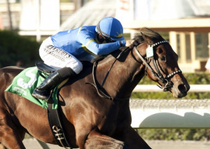 SURFER GIRL STAKES QUOTE