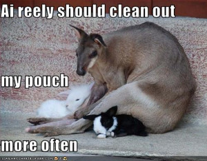 Funny kangaroo pictures for desktop