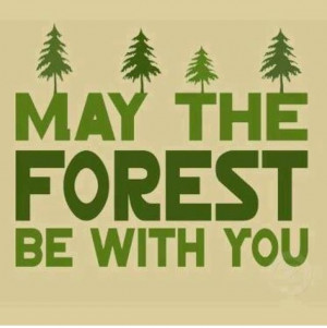 Inspiration funny quote forest