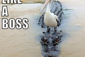 funny pelican on a crocodile funny pelican on a crocodile