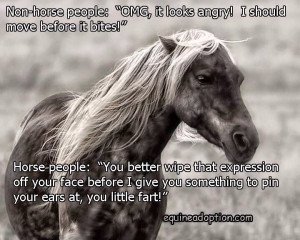 Non horse people vs. horse people