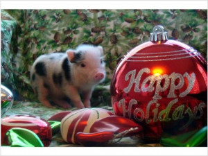 Tiny teacup pigs, micro mini pigs and pixie pigs for Christmas - Hemet ...