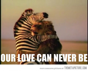 Funny Zebra And Hugging Each Other