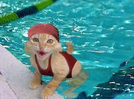funny swimming picture-cute cat swimming