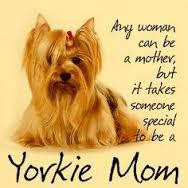 ... but not Yorkie Mom's Day. Come celebrate Yorkie Moms. They count too