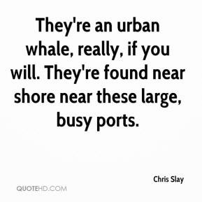 They're an urban whale, really, if you will. They're found near shore ...