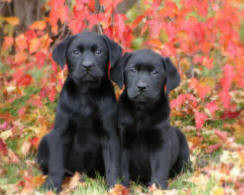 we have young labradors trained in basic obedience and retrieving