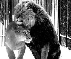 Lion And Lioness Love Quotes Lions