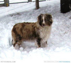 Funny Quotes Australian Shepherd Blue 850 X 567 71 Kb Jpeg