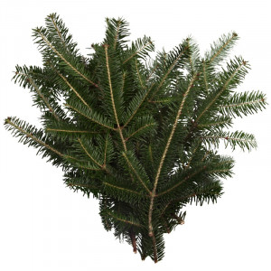 Bulk Fraser Fir Boughs