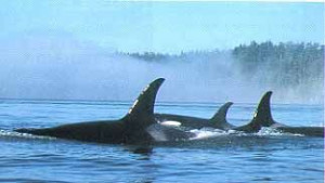 British Columbia during orca migration