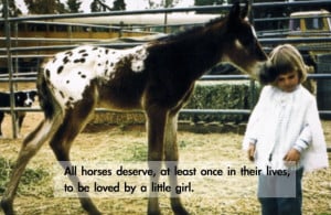 Horse love quotes wallpapers