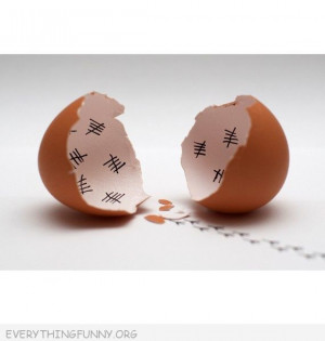 Funny Quotes Shell Nautilus Wallpapers Parts Picture