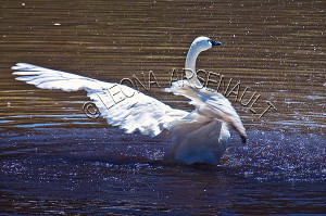 Black And White Swan Wallpaper