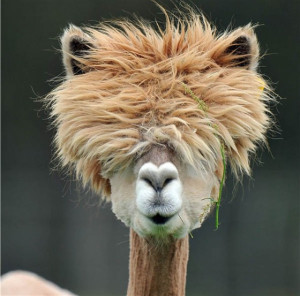 funny-alpacas-with-awesome-amazing-hilarious-hair-15-560x553.jpg