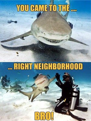 Sharks Aren’t Bad They’re Just Misunderstood – (23 Memes)