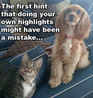 funny dog and cat dont like your hair