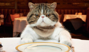 Mittens” Bloomfield: Cat Food Critic & Advertorial Shill (for ...