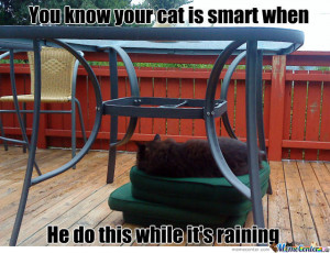 Smart Cat Meme