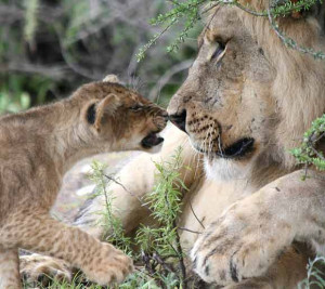 lion cub and rub noses wallpapers