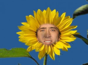 Nicolas Cage S Face On Things