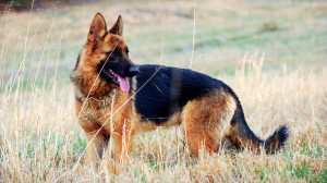 Free German Shepherd Dog Wallpaper