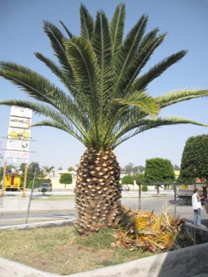 Palm Tree Names