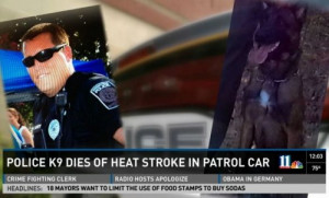 Police K9 Found Dead From Heat Stroke in Officer’s Patrol Car | The ...