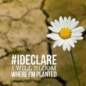 declare I will bloom where Im planted