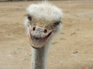 Funny Ostrich Pictures...