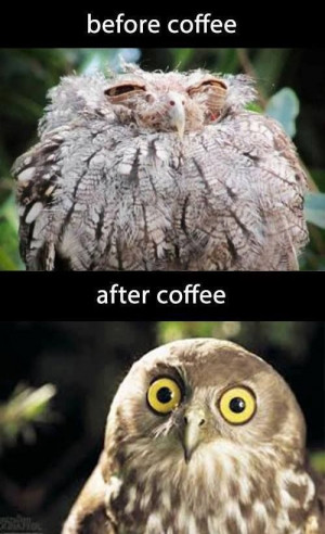 coffee owl, coffee jokes, coffee humor, coffee quotes, coffee quotes ...