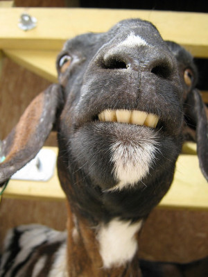 Tags: Funny Animal Pictures : Goat shows teeth