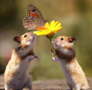 Cute and funny pictures of Hamsters.