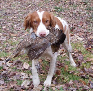 Brittany Spaniel Hunting Dogs