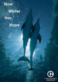 ... winter hop winter the dolphins and hope marine aquarium dolphins tales