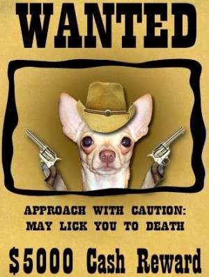 Wanted dog via Chihuahua Ha Ha on Facebook at www.Facebook.com ...