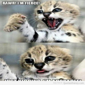 Pictures Cute Cat Cats Funny Quotes