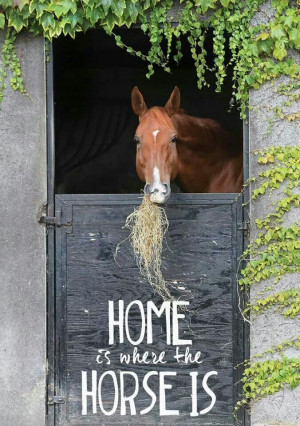 Home is where the Horse is :)
